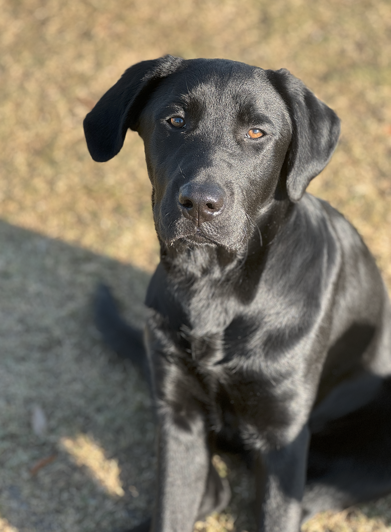 Riggs